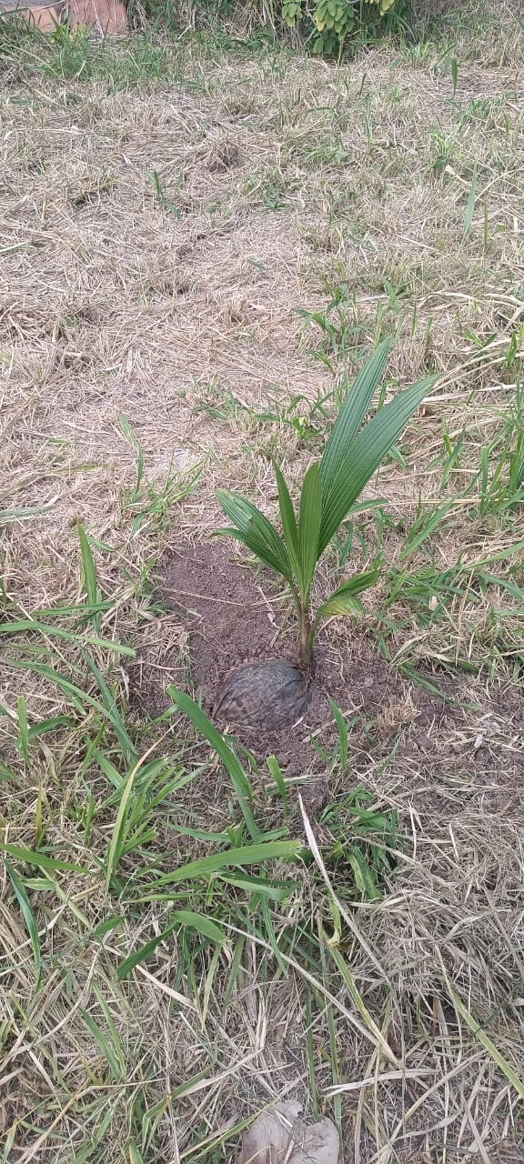 Plantando cocos